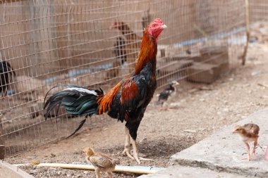 Gamecocks incelikle standı