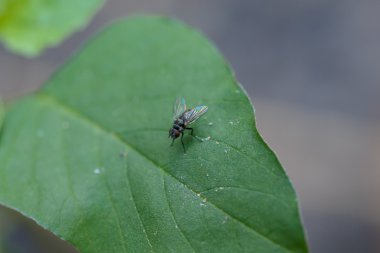 Bir yaprak closeup detay doğa üzerinde fly