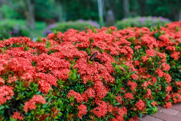 Ixora primer plano detalle naturaleza — Foto de Stock