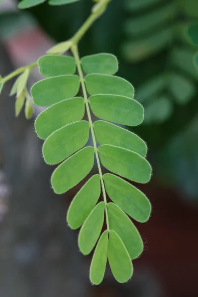 Hermoso Follaje Primer Plano Detalle Naturaleza —  Fotos de Stock