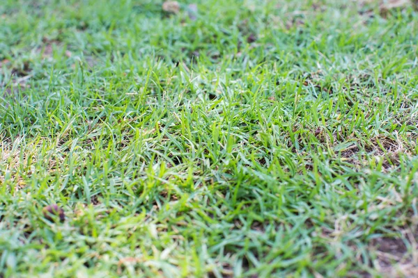 Meadow Macro Closeup Background — Stock Photo, Image