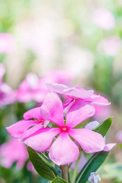 Flor rosa hermoso primer plano — Foto de Stock