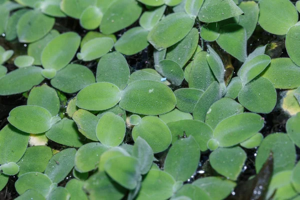 Floating Leaves detail nature — Stock Photo, Image