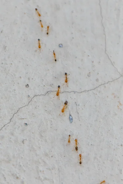 Hormigas Escalar Paredes Primer Plano Detalle Arte — Foto de Stock