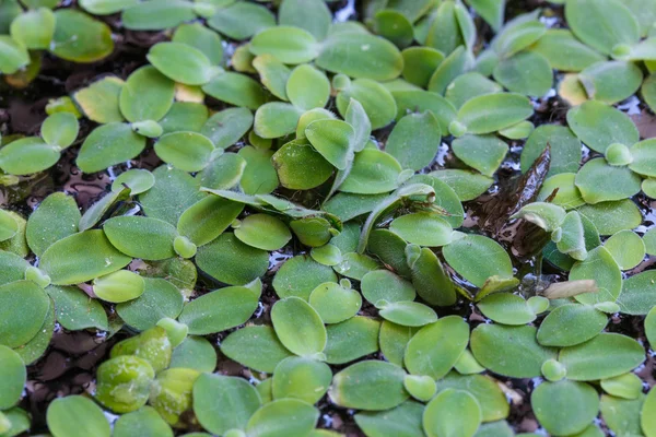 Folhas flutuantes detalhe closeup — Fotografia de Stock