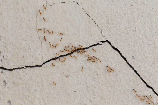 Hormigas escalar paredes detalle — Foto de Stock