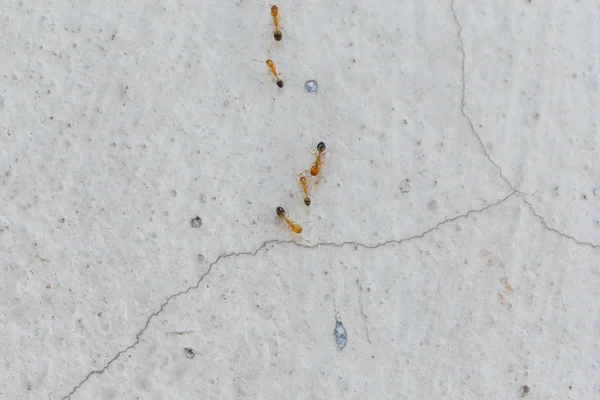 アリが壁を登る — ストック写真