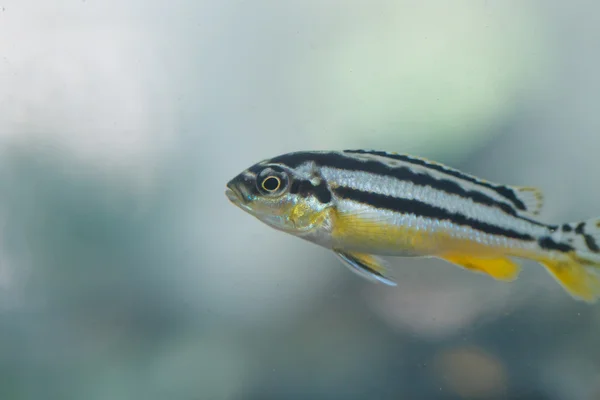 Zebravis dier — Stockfoto