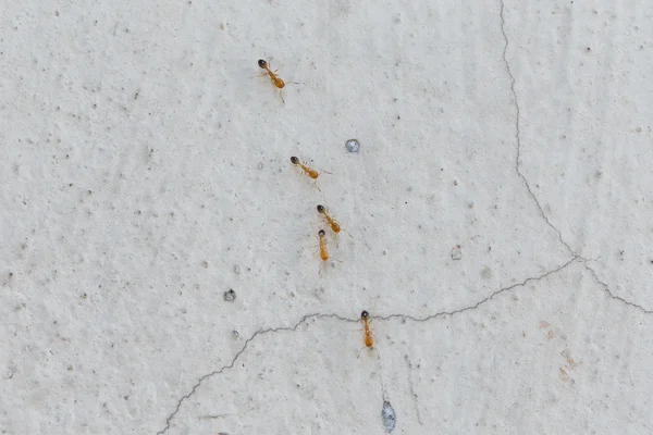 アリが壁を登る — ストック写真