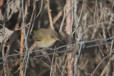 Chiffchaff, Phylloscopus Collybita, tel örgülerin üzerine tünemiş.