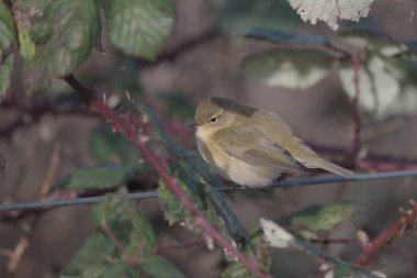 Chiffchaff, Phylloscopus Collybita, tel örgülerin üzerine tünemiş.