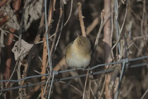 Chiffchaff, Phylloscopus Collybita, tel örgülerin üzerine tünemiş.