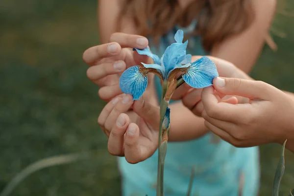 Close Meisje Verzamelt Blauwe Bloemen Lichtblauwe Irissen Plantenverzorgingsconcept — Stockfoto