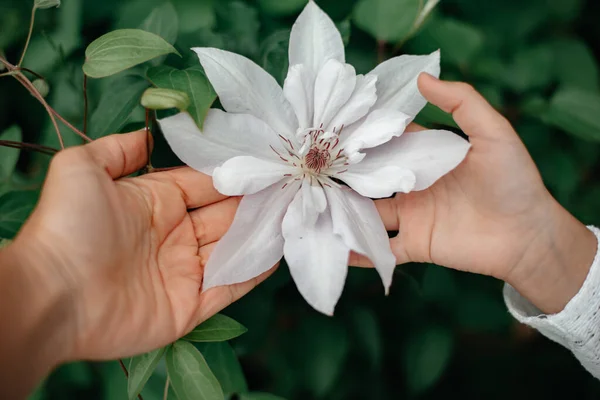 white flower in hands in the garden