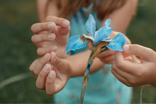 Dziewczyna Bliska Zbiera Niebieskie Kwiaty Jasnoniebieskie Tęczówki Koncepcja Pielęgnacji Roślin — Zdjęcie stockowe