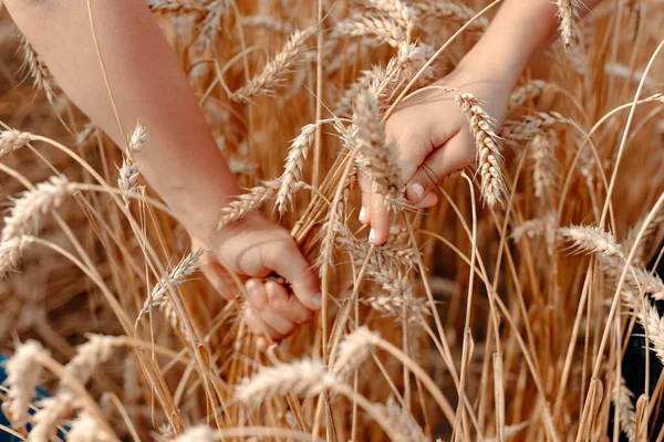 Rapaz Rapariga Mãos Dadas Num Campo Trigo Conceito Amor Ternura — Fotografia de Stock