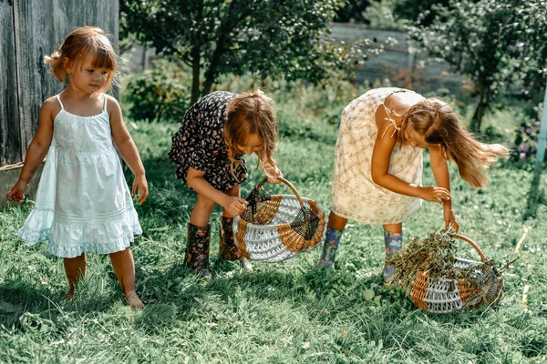 Девочки Помогают Матери Собирать Ягоды Саду Девочка Белом Платье Корзиной — стоковое фото