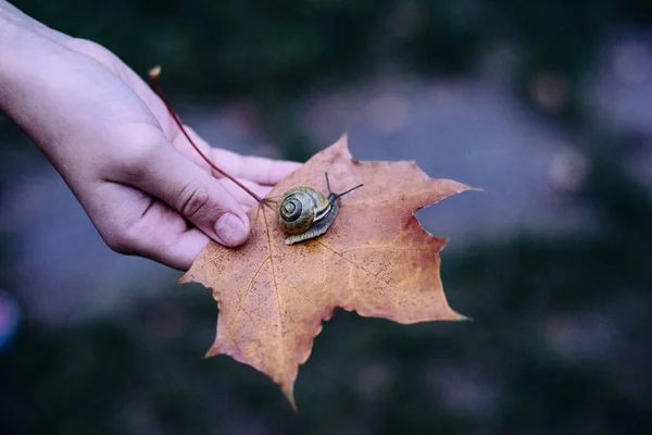 Close Yellow Maple Leaf Which Small Snail Crawling Autumn Came — Stock Photo, Image