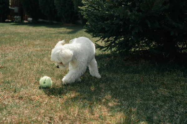 Маленькая Чистокровная Белая Собака Играет Мячом Зеленой Траве Солнечный Летний — стоковое фото