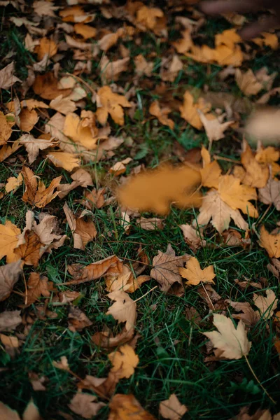 Outono Caído Folhas Grama Verde Folhas Bordo Caídas Chão Conceito — Fotografia de Stock