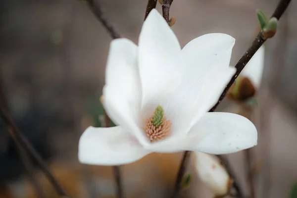 Close Blossoming White Flower Tree Street Plants Concept Swollen Buds — Stock Photo, Image