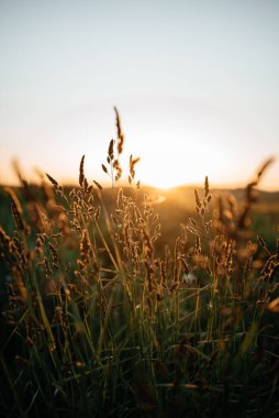 Güneşli bir yaz günbatımının arka planında uzun otların yakın çekimi. Boşluğu kopyala.