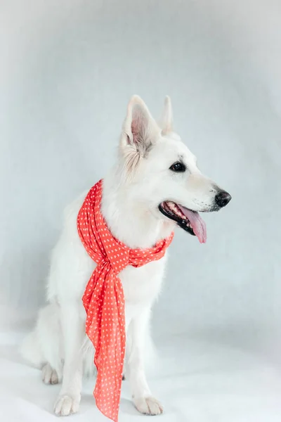 Weißer Hund Mit Rotem Schal Sitzt Auf Weißem Hintergrund Und — Stockfoto