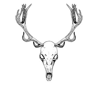 Sketch Deer Skull.