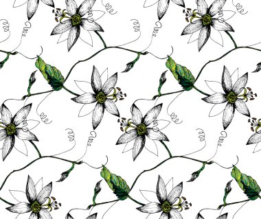 Passiflora flowers pattern
