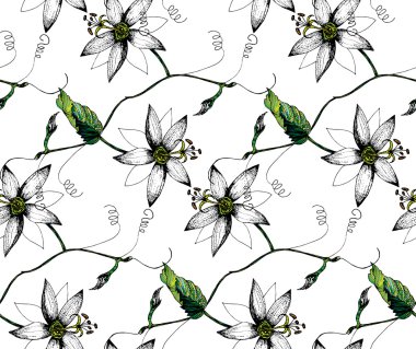 Passiflora flowers pattern clipart