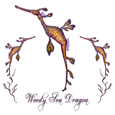 Suluboya yosunlu Seadragon
