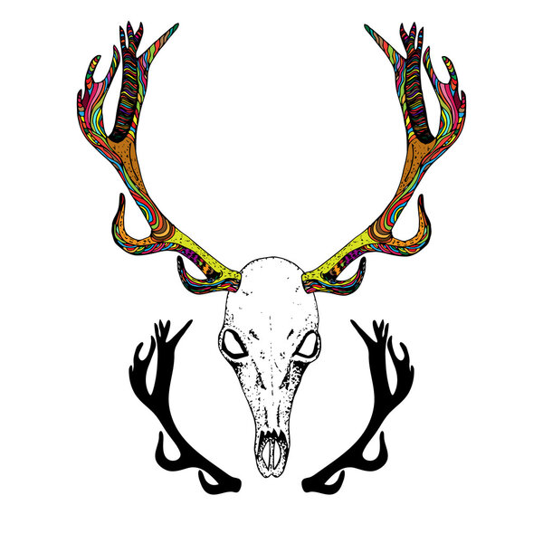 Color Sketch Deer Skull.