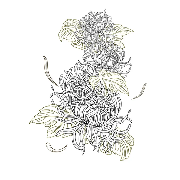 菊の花、孤立 — ストックベクタ