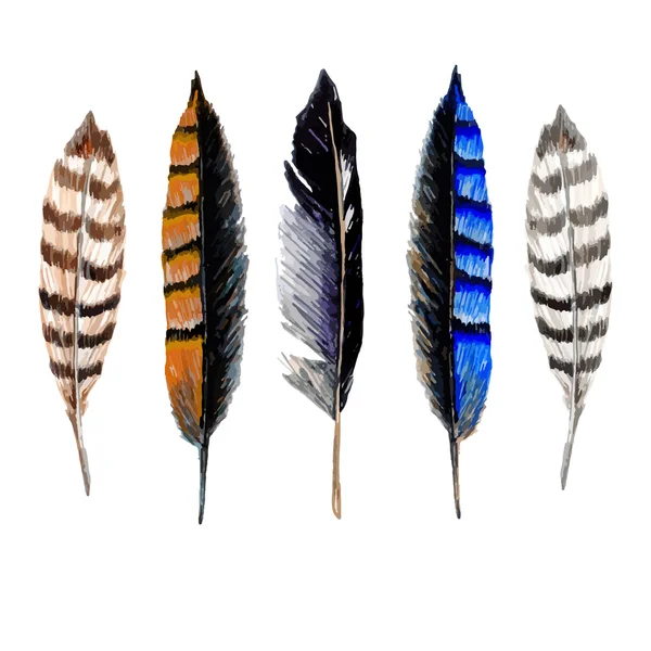 Watercolor Striped Feathers — Stock Vector