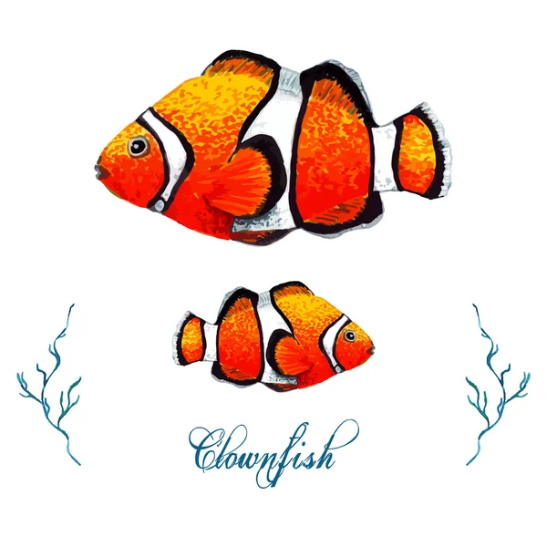Watercolor Clownfish, isolated — Stock Vector