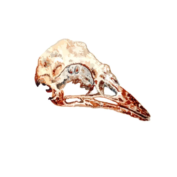 Watercolor Bird Skull — Διανυσματικό Αρχείο