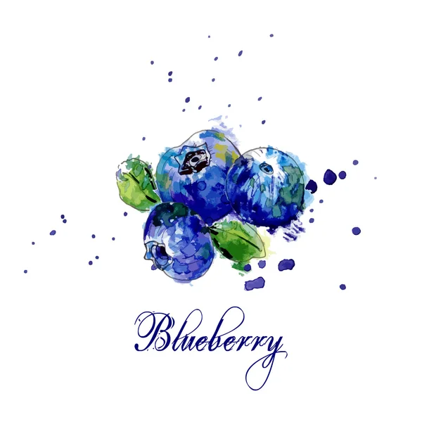 Acuarela Blueberry & Splash — Vector de stock