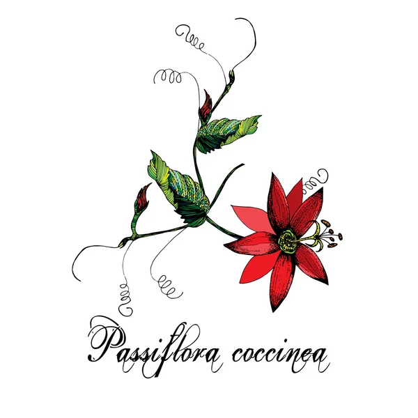 Passiflora flower pattern — Stok Vektör