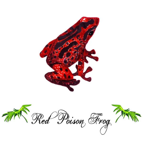 Акварельная красная ядовитая лягушка — стоковый вектор