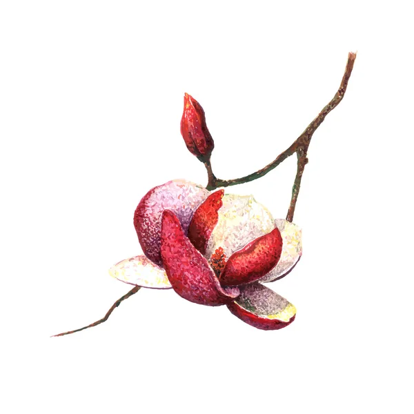 Watercolor Magnolia flower — Stock Vector