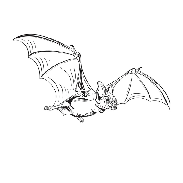 Vliegende vampier — Stockvector