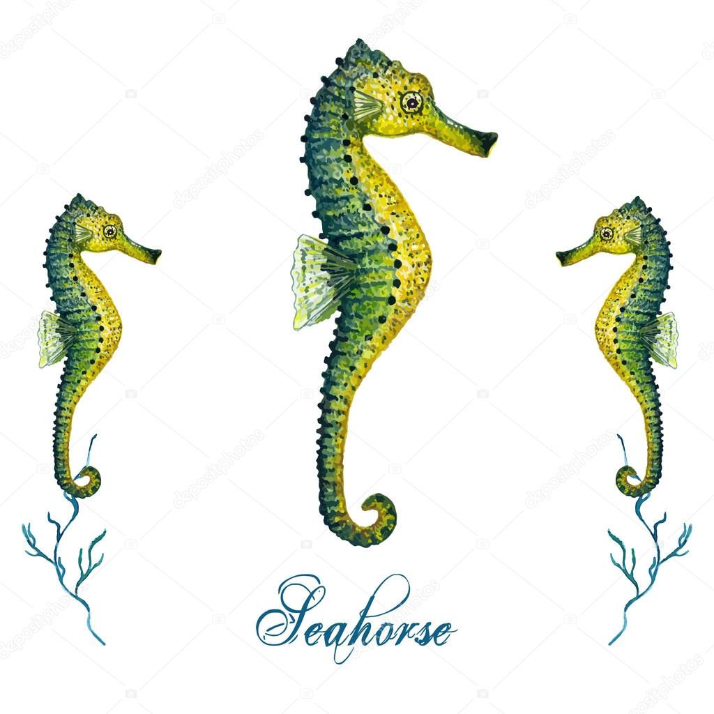 Watercolor Seahorse, isolated on white background. Tropical fish card, postcard & invitation. Ocean Wildlife logotype. Elegant concept for Aquarium, Swimming Lessons, Diving courses & Eco Tourism. Element for your design.