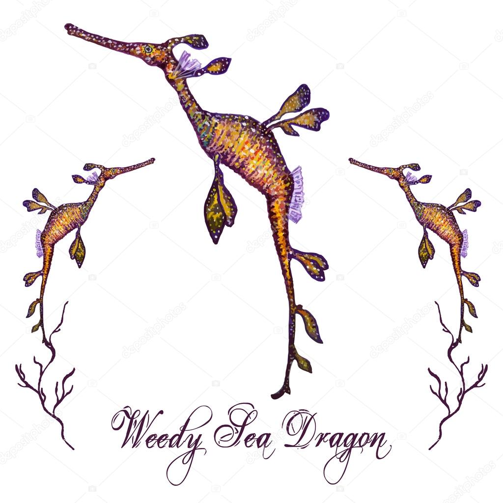 Watercolor Weedy Seadragon isolated on white background. Tropical fish card, postcard & invitation. Elegant concept for Aquarium, Swimming Lessons, Diving courses & Eco Tourism. Element for your design.