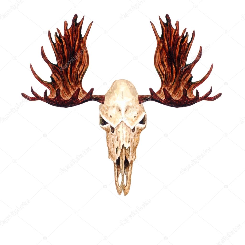 Watercolor Moose Skull Stock Vector by ©kois00kois #107643956