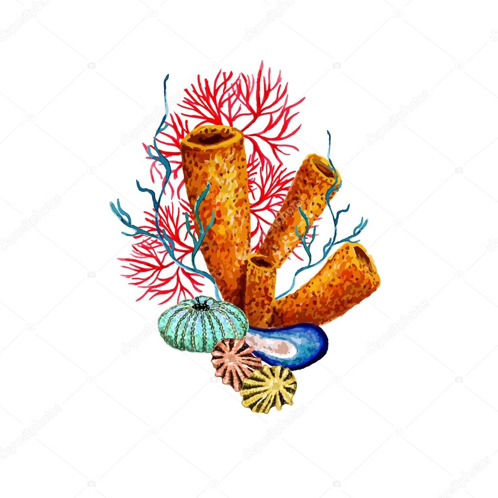 Watercolor Sponge, Coral, Sea Urchin Shell & Shell vector design template. Elegant concept for Aquarium, Nautical tourism. Vector set isolated on white background. Marine Elements for your design. Hand drawn illustration.