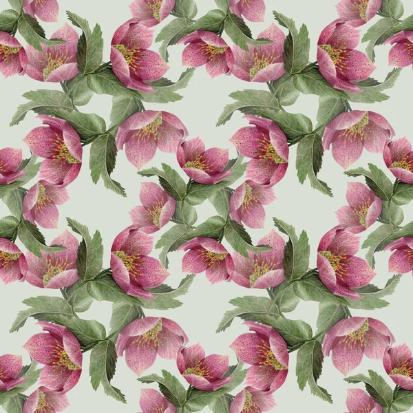 Akvarelu vzor bezešvé květ Čemeřice. — Stock fotografie