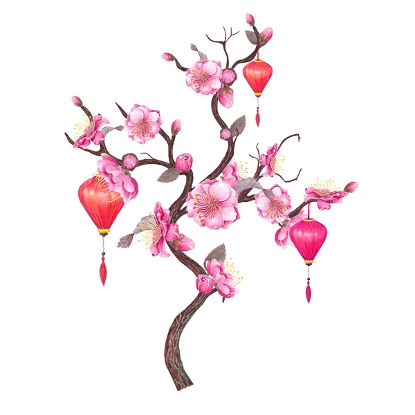 Čínská rudá Lucerna & švestkový květ. — Stock fotografie
