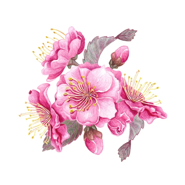 Akvarel třešňový květ — Stock fotografie