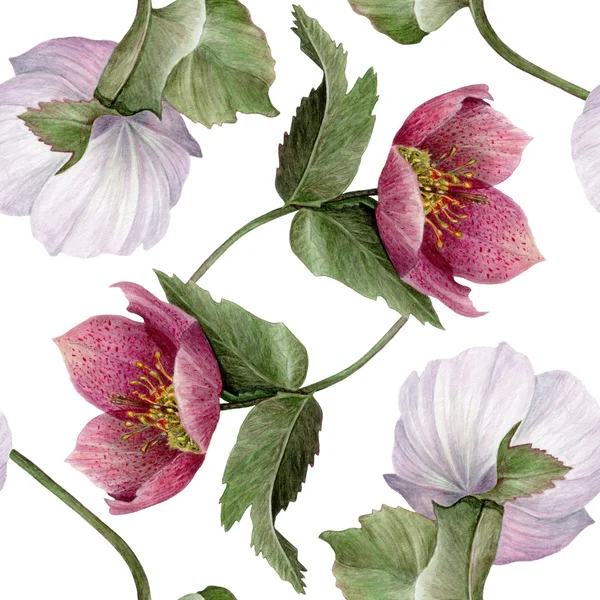 Acquerello Hellebore fiore modello senza soluzione di continuità . — Foto Stock