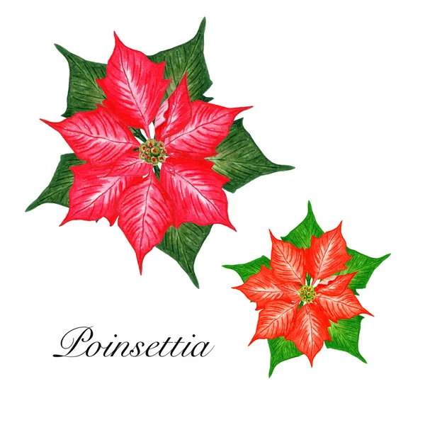 Acquerello Poinsettia rossa — Foto Stock